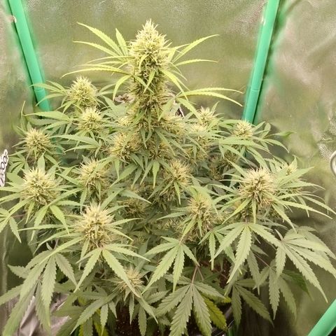 Tangie Auto monsterseeds growlog timeline photo
