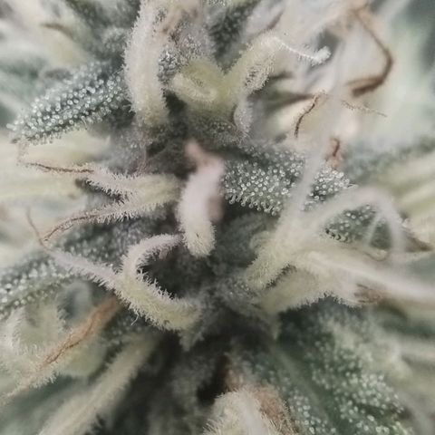 Tangie Auto monsterseeds growlog timeline photo