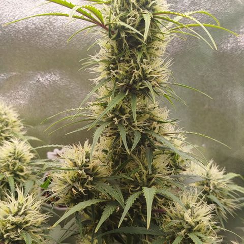 Tangie Auto monsterseeds growlog timeline photo