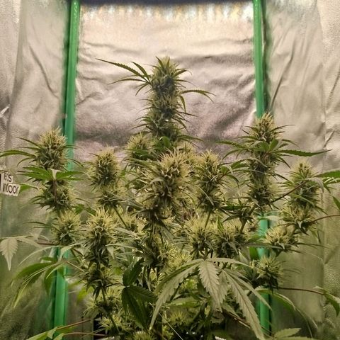 Tangie Auto monsterseeds growlog timeline photo