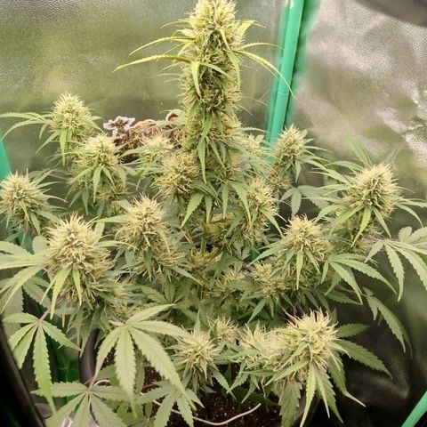 Tangie Auto monsterseeds growlog timeline photo