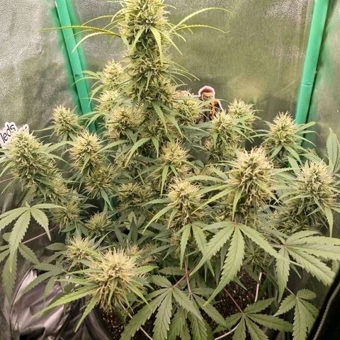 Tangie Auto monsterseeds growlog timeline photo