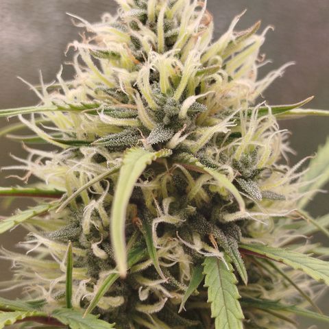 Tangie Auto monsterseeds growlog timeline photo