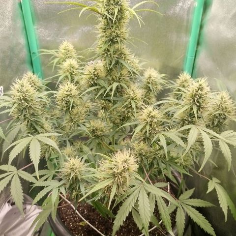 Tangie Auto monsterseeds growlog timeline photo