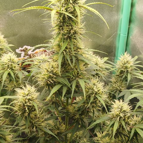 Tangie Auto monsterseeds growlog timeline photo
