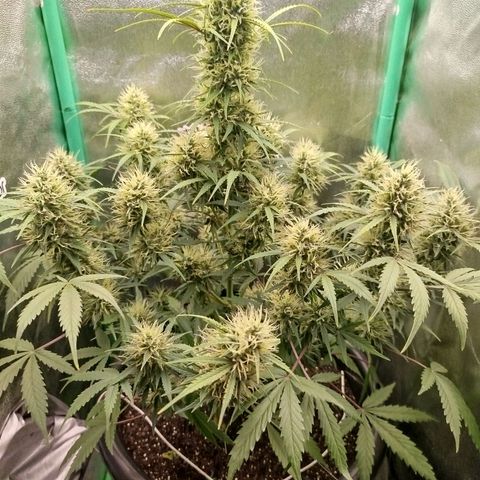 Tangie Auto monsterseeds growlog timeline photo
