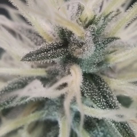 Tangie Auto monsterseeds growlog timeline photo