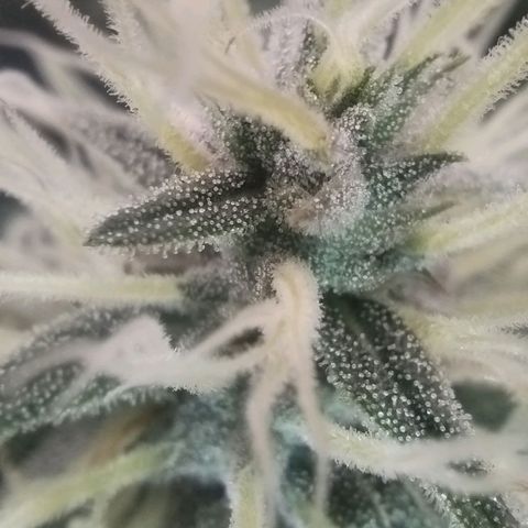 Tangie Auto monsterseeds growlog timeline photo