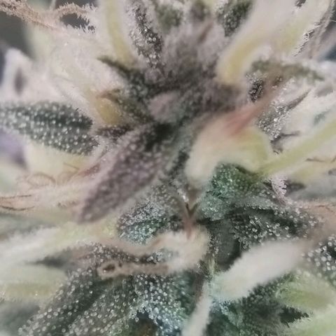 Tangie Auto monsterseeds growlog timeline photo