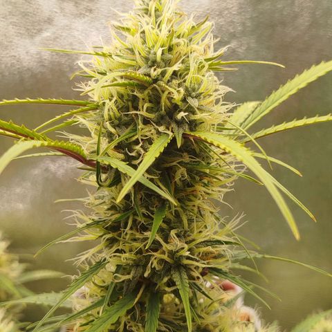 Tangie Auto monsterseeds growlog timeline photo