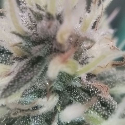 Tangie Auto monsterseeds growlog timeline photo