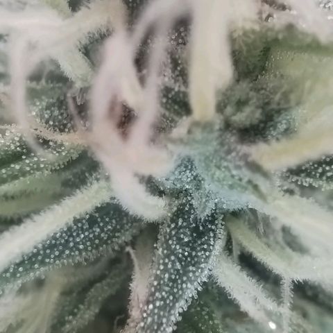 Tangie Auto monsterseeds growlog timeline photo