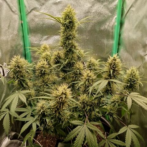 Tangie Auto monsterseeds growlog timeline photo