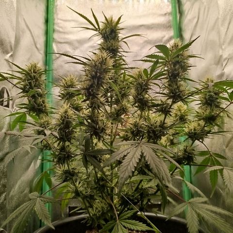 Tangie Auto monsterseeds growlog timeline photo