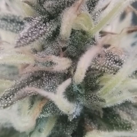 Tangie Auto monsterseeds growlog timeline photo
