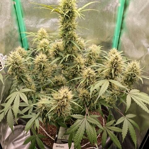 Tangie Auto monsterseeds growlog timeline photo