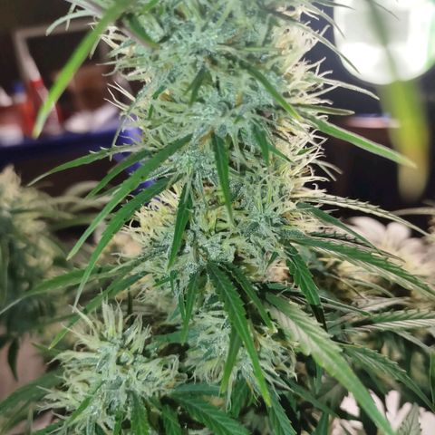 Tangie Auto monsterseeds growlog timeline photo