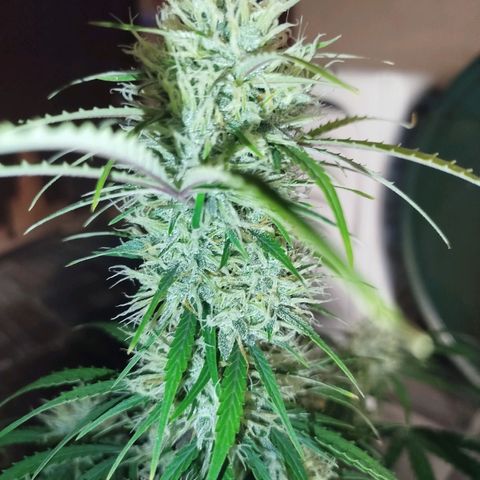 Tangie Auto monsterseeds growlog timeline photo