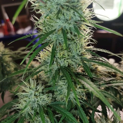 Tangie Auto monsterseeds growlog timeline photo