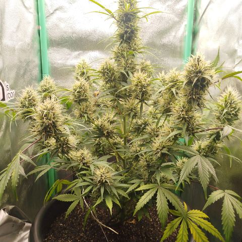 Tangie Auto monsterseeds growlog timeline photo
