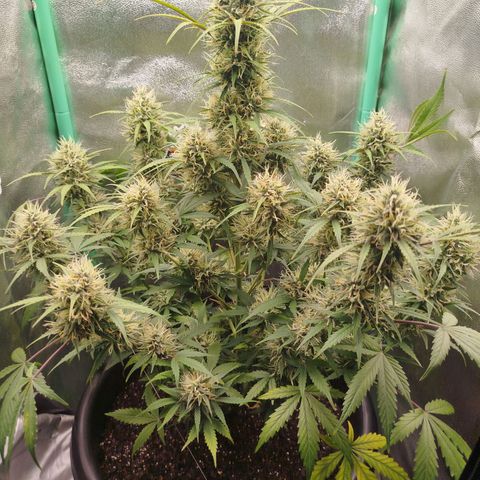 Tangie Auto monsterseeds growlog timeline photo