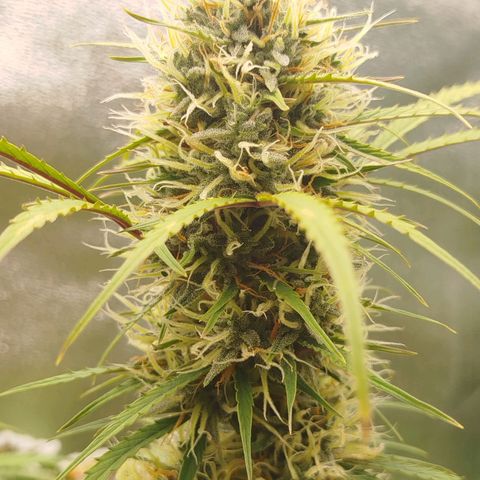 Tangie Auto monsterseeds growlog timeline photo