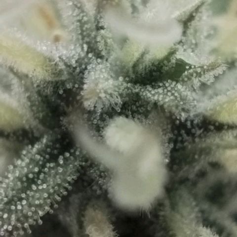 Tangie Auto monsterseeds growlog timeline photo