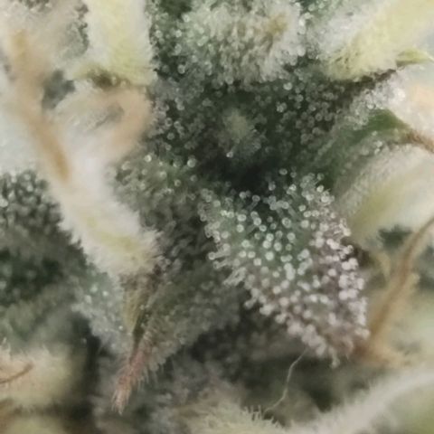 Tangie Auto monsterseeds growlog timeline photo