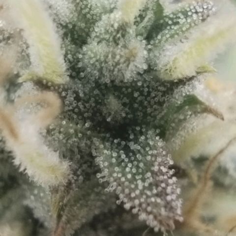 Tangie Auto monsterseeds growlog timeline photo