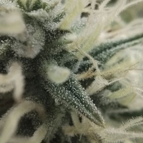 Tangie Auto monsterseeds growlog timeline photo