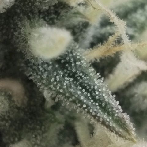 Tangie Auto monsterseeds growlog timeline photo