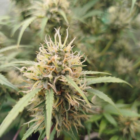 Tangie Auto monsterseeds growlog timeline photo