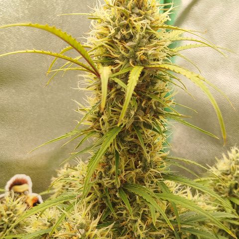 Tangie Auto monsterseeds growlog timeline photo