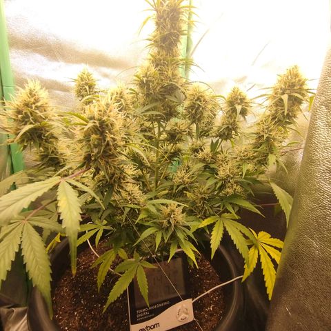 Tangie Auto monsterseeds growlog timeline photo