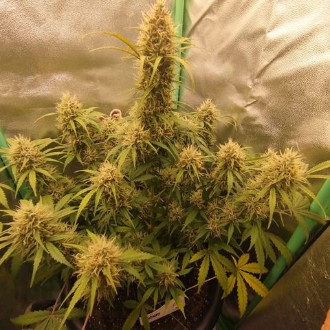 Tangie Auto monsterseeds growlog timeline photo