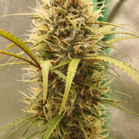 Tangie Auto monsterseeds growlog timeline photo