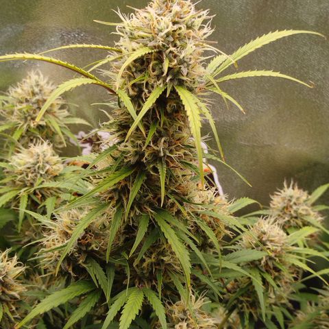 Tangie Auto monsterseeds growlog timeline photo