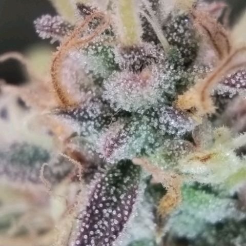 Tangie Auto monsterseeds growlog timeline photo