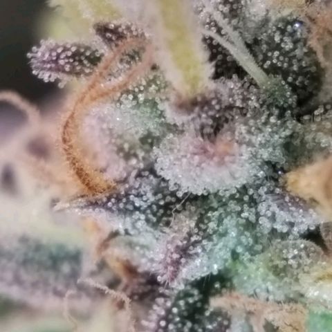 Tangie Auto monsterseeds growlog timeline photo