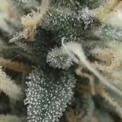 Tangie Auto monsterseeds growlog timeline photo