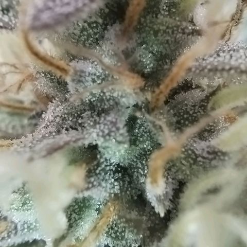 Tangie Auto monsterseeds growlog timeline photo