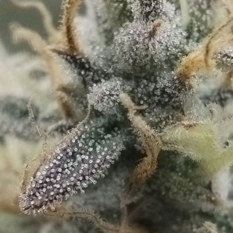 Tangie Auto monsterseeds growlog timeline photo