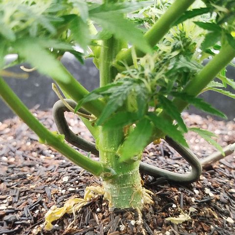 Tangie Auto monsterseeds growlog timeline photo