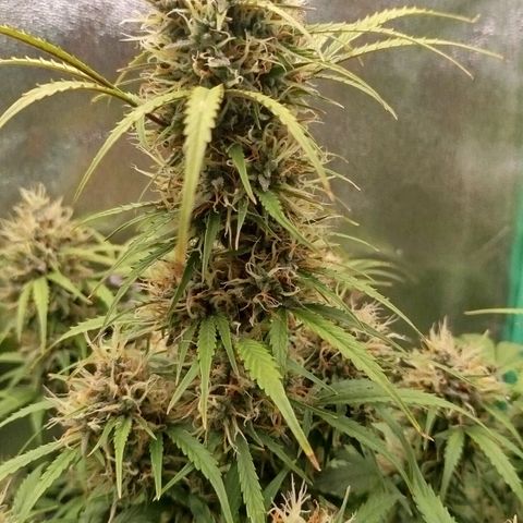 Tangie Auto monsterseeds growlog timeline photo