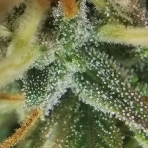 Tangie Auto monsterseeds growlog timeline photo