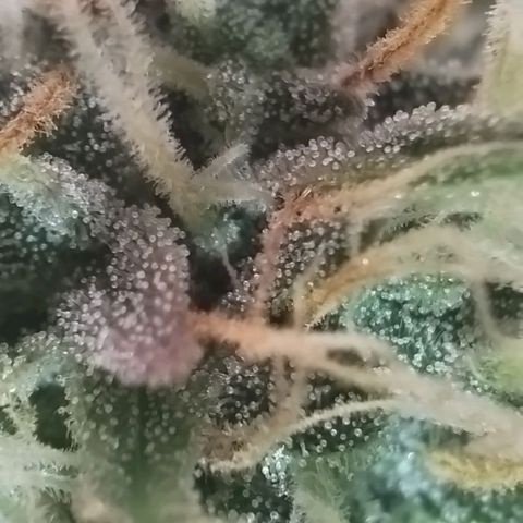 Tangie Auto monsterseeds growlog timeline photo