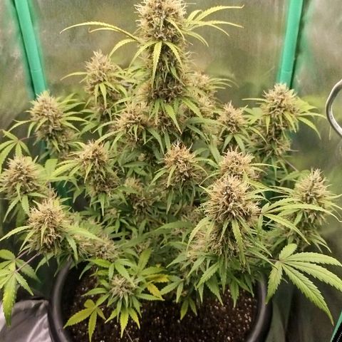 Tangie Auto monsterseeds growlog timeline photo