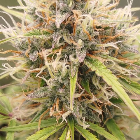 Tangie Auto monsterseeds growlog timeline photo