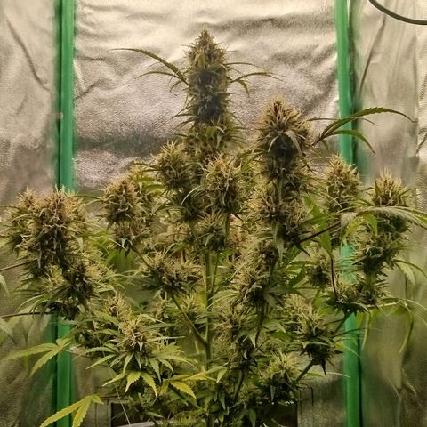 Tangie Auto monsterseeds growlog timeline photo
