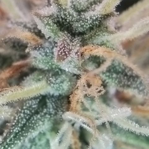 Tangie Auto monsterseeds growlog timeline photo